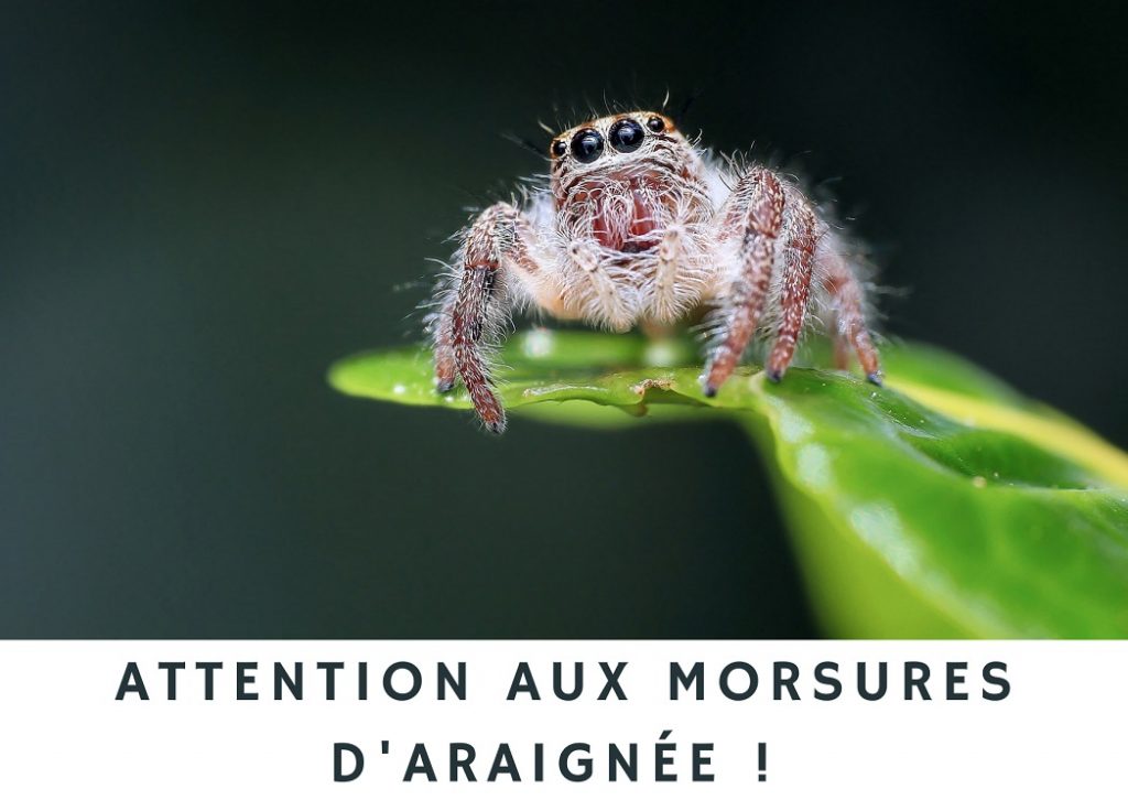 araignée